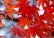 深红的枫叶图片