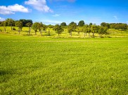 一片金黄色的油菜花田图片大全