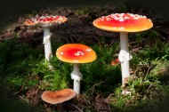 红色毒蝇伞毒蘑菇图片大全