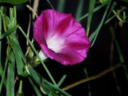 颜色各异的牵牛花图片大全