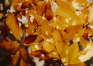 树枝上枯黄的树叶图片