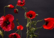 鲜红的罂粟花图片
