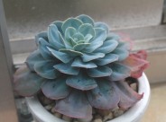 多肉植物特写图片