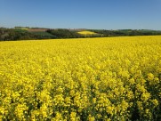 黄澄澄的油菜花田图片大全