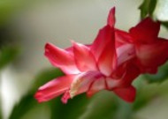 蟹爪兰花卉图片