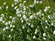 洁白的夏雪片莲图片