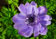 紫色日本银莲花图片