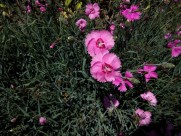 柔美多色的康乃馨图片大全