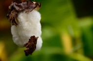 雪白的棉花图片大全