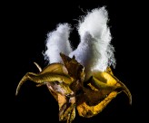 雪白的棉花图片大全