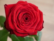 芬芳的玫瑰花图片