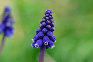 紫蓝色的葡萄风信子图片
