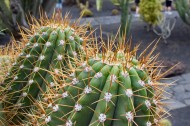 耐旱的仙人掌图片大全