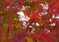 秋季唯美枫叶图片