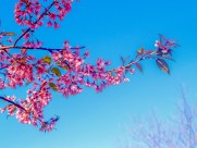 盛开似锦的樱花图片