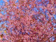 盛开似锦的樱花图片