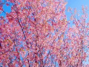 盛开似锦的樱花图片