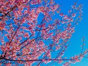 盛开似锦的樱花图片