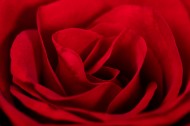 红色玫瑰花图片