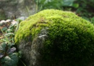 绿色的苔藓图片