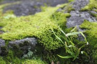 绿色的苔藓图片