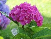 粉红色的绣球花图片大全