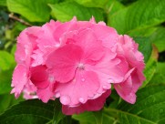 粉红色的绣球花图片大全