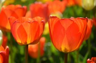 热烈开放的火红郁金香图片大全