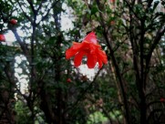 火红的石榴花图片