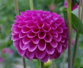 多种颜色的大丽花图片大全