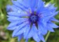 蓝色的矢车菊图片