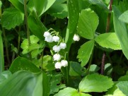 白色的铃兰图片