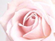 花的特写图片大全