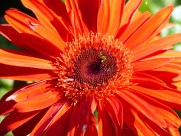 橙黄色的非洲菊图片