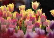 美丽的郁金香花丛图片
