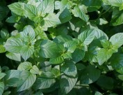 翠绿薄荷叶图片大全