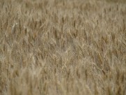 一片麦田图片大全