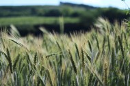 绿色的小麦图片大全