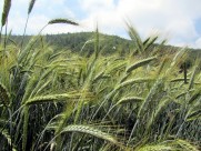 绿色的小麦图片大全