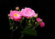 漂亮的蔷薇图片