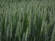 未成熟的小麦图片