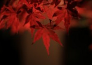 火红的枫叶图片