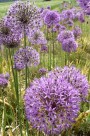 紫色的观赏葱图片