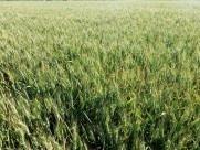 绿色的小麦图片大全