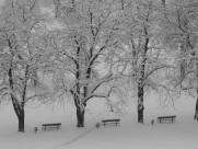 银装素裹的树图片