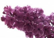 秀美的紫色丁香花图片