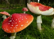 颜色鲜艳的毒蘑菇图片