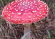 颜色鲜艳的毒蘑菇图片