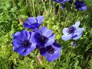 秀美的银莲花图片大全