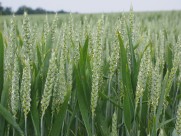 未成熟的小麦图片大全